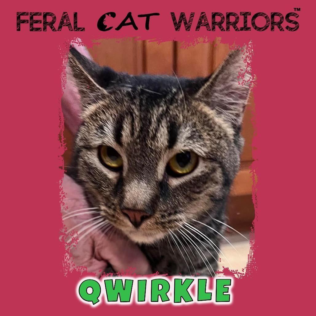 Qwirkle, Adoptable, Adult Female Domestic Short Hair.