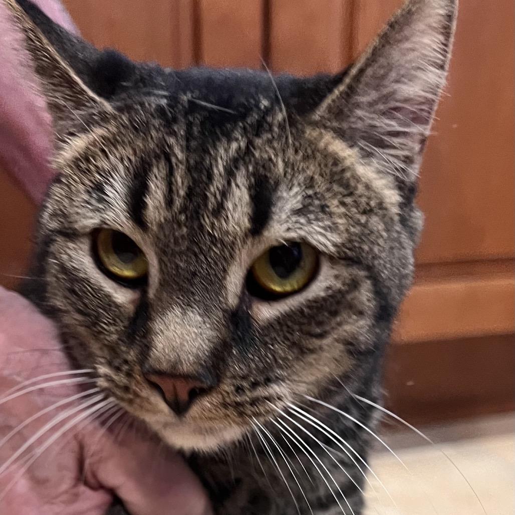 Enlarge Qwirkle, a Adoptable Domestic Short Hair in Kingman, AZ image 2/2