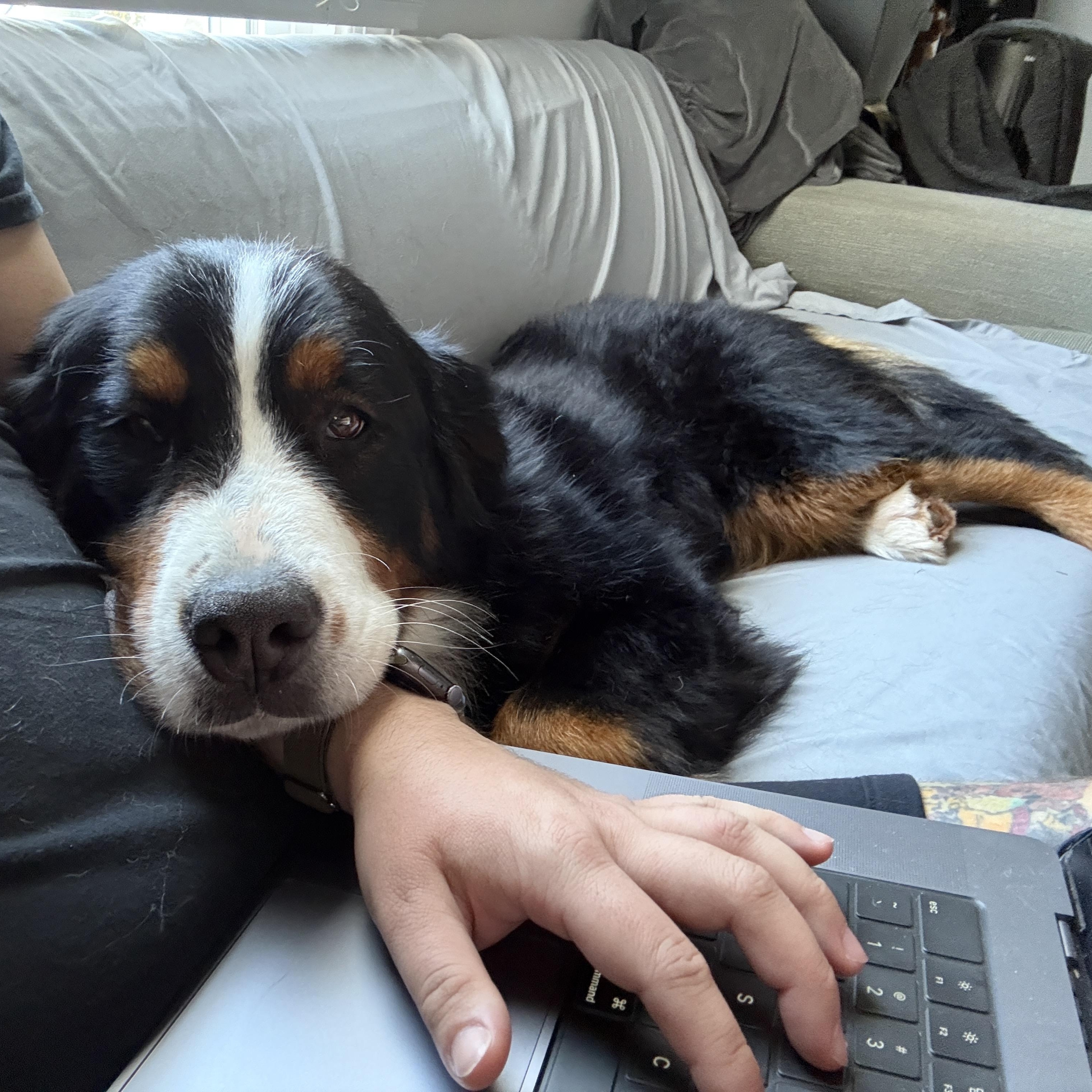 Enlarge Basil, an adopted Bernese Mountain Dog in Silver Spring, MD image 4/6