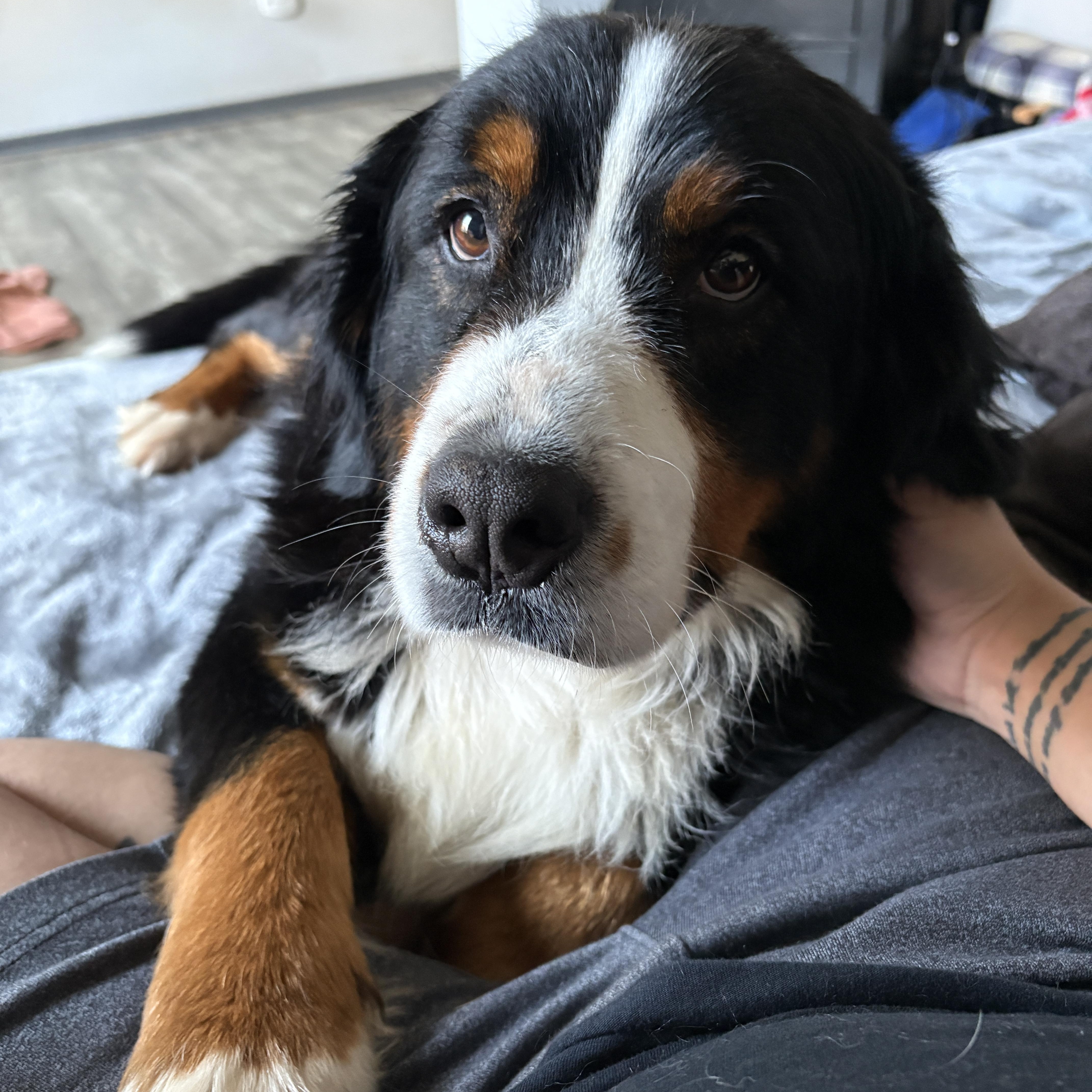 Enlarge Basil, an adopted Bernese Mountain Dog in Silver Spring, MD image 3/6