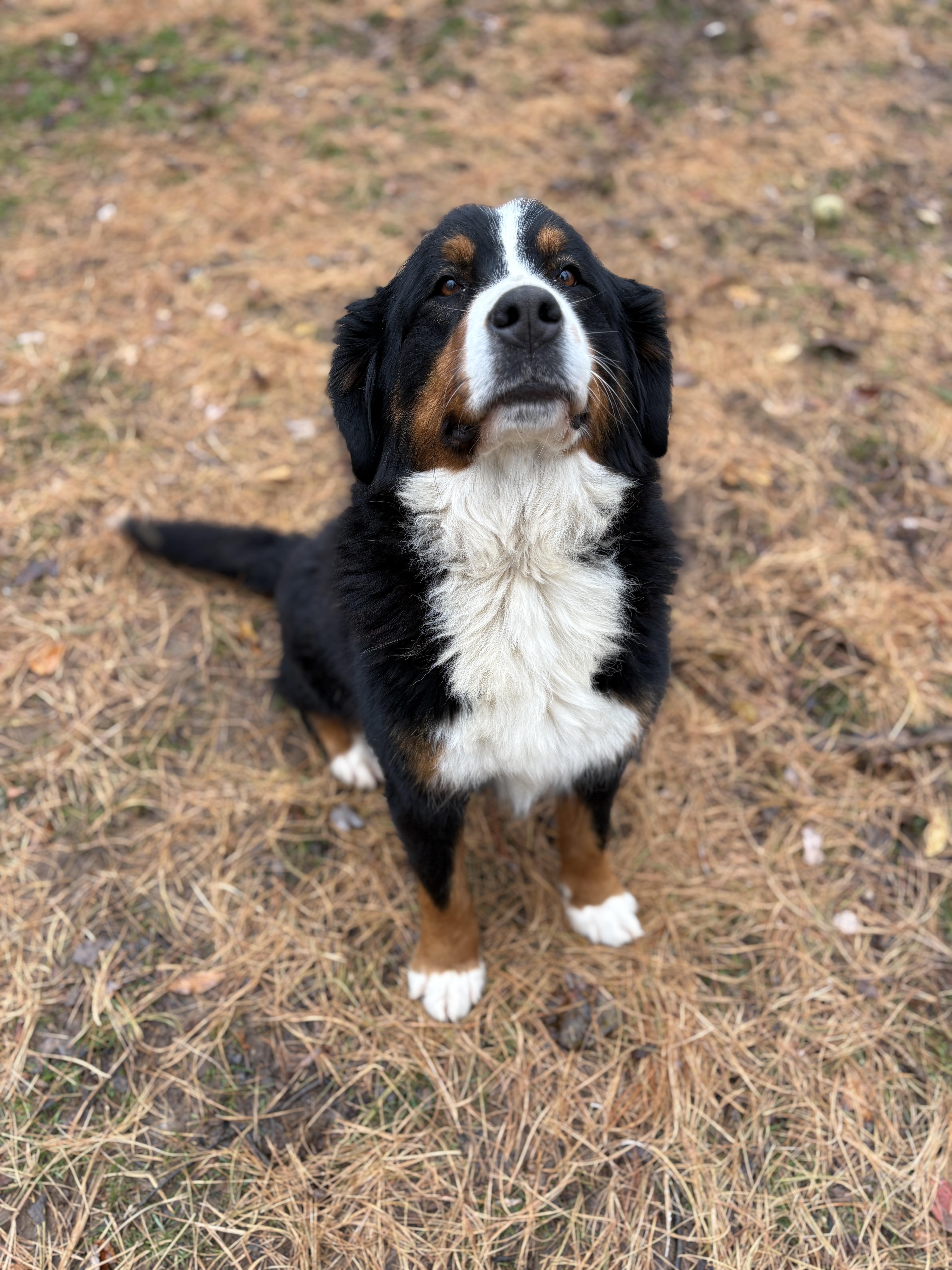 Enlarge Basil, an adopted Bernese Mountain Dog in Silver Spring, MD image 5/6