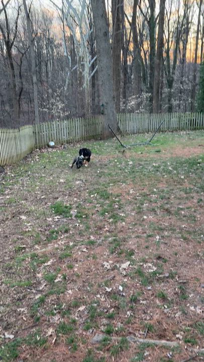 Enlarge Basil, an adopted Bernese Mountain Dog in Silver Spring, MD video 6/6