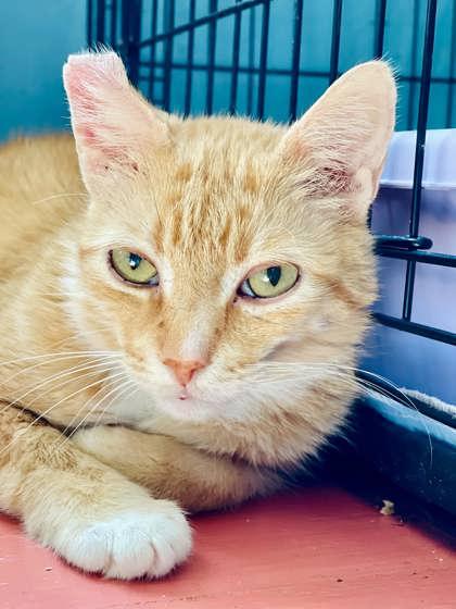 Marmalade(Foster Needed) — thumbnail 2