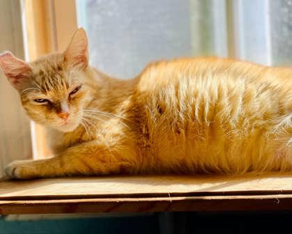 Marmalade(Foster Needed) — thumbnail 3