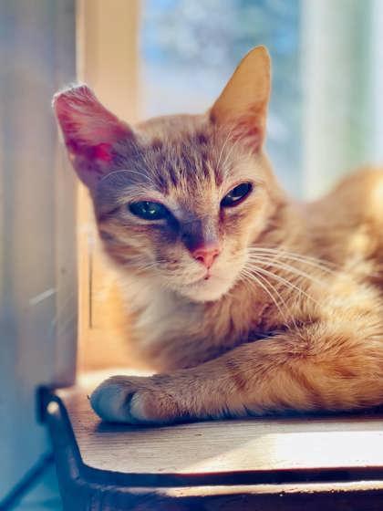 Marmalade(Foster Needed) — thumbnail 4