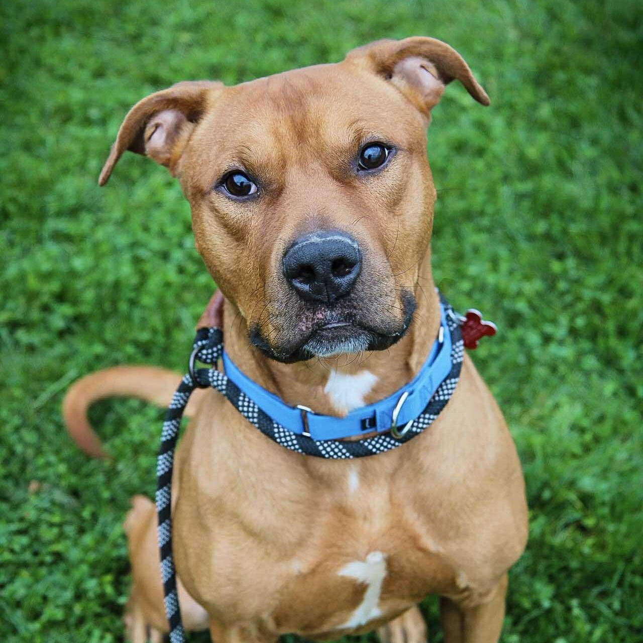 Axel, a Adoptable Terrier in Valparaiso, IN image 1/3