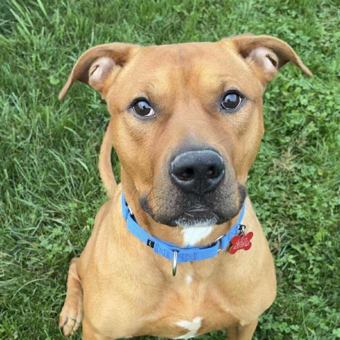Axel, a Adoptable Terrier in Valparaiso, IN image 2/3