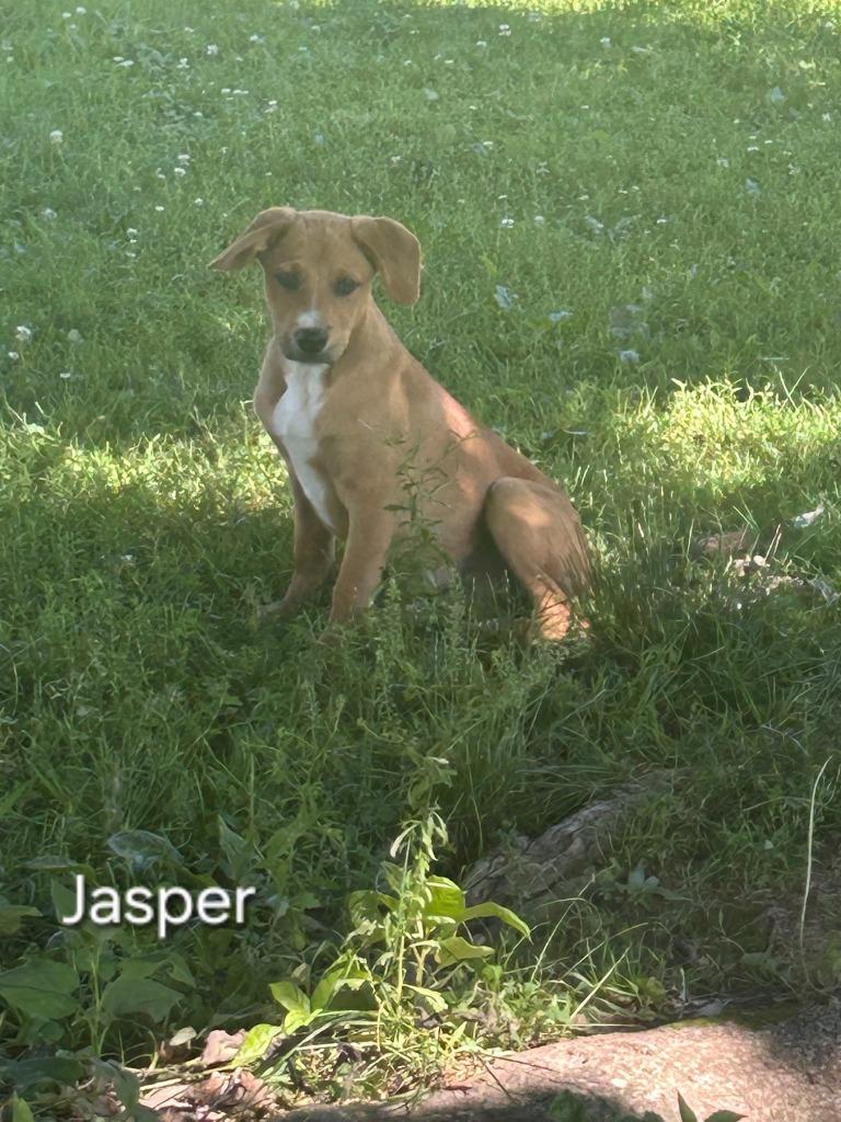 Jasper, Adoptable, Puppy Male Beagle & Labrador Retriever.