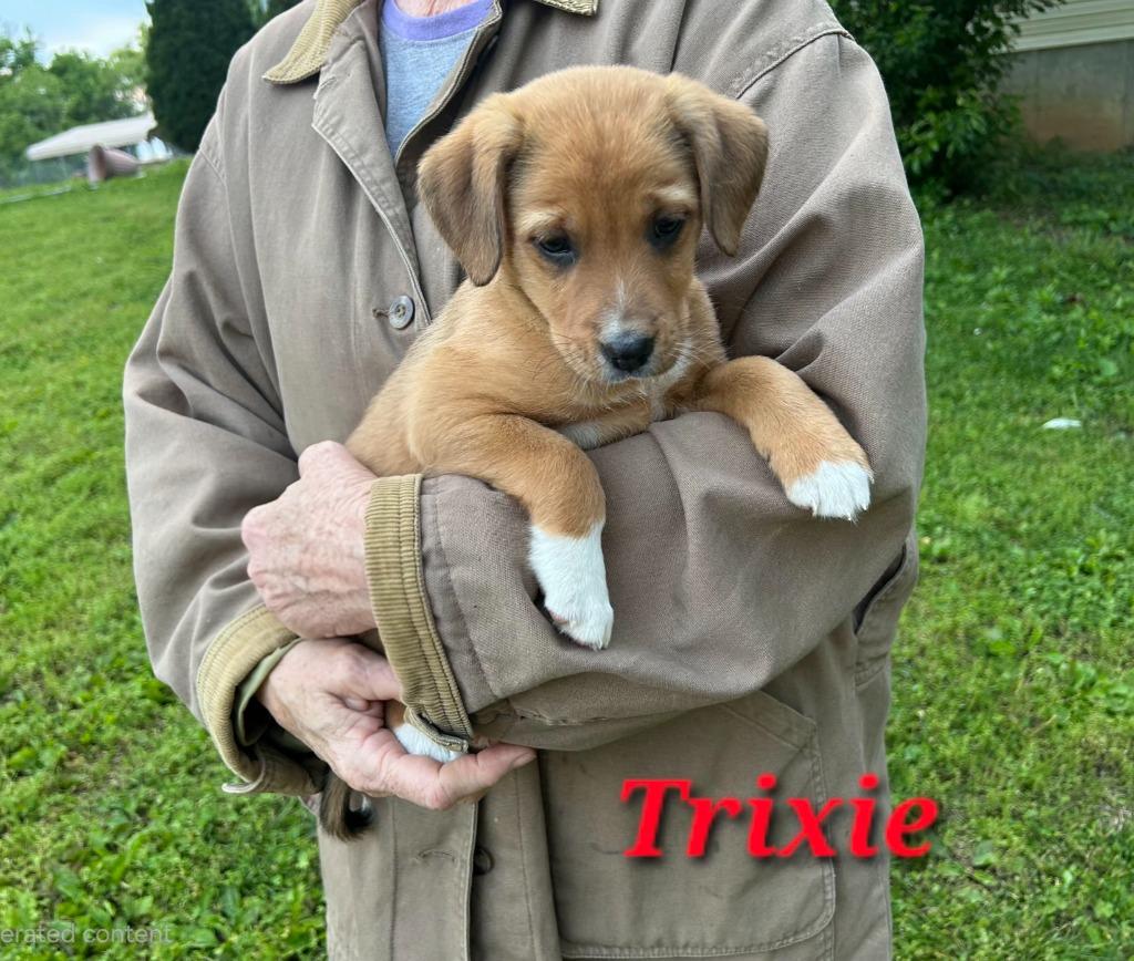 Jasper, a Adoptable mixed breed in Waynesville, MO image 3/5