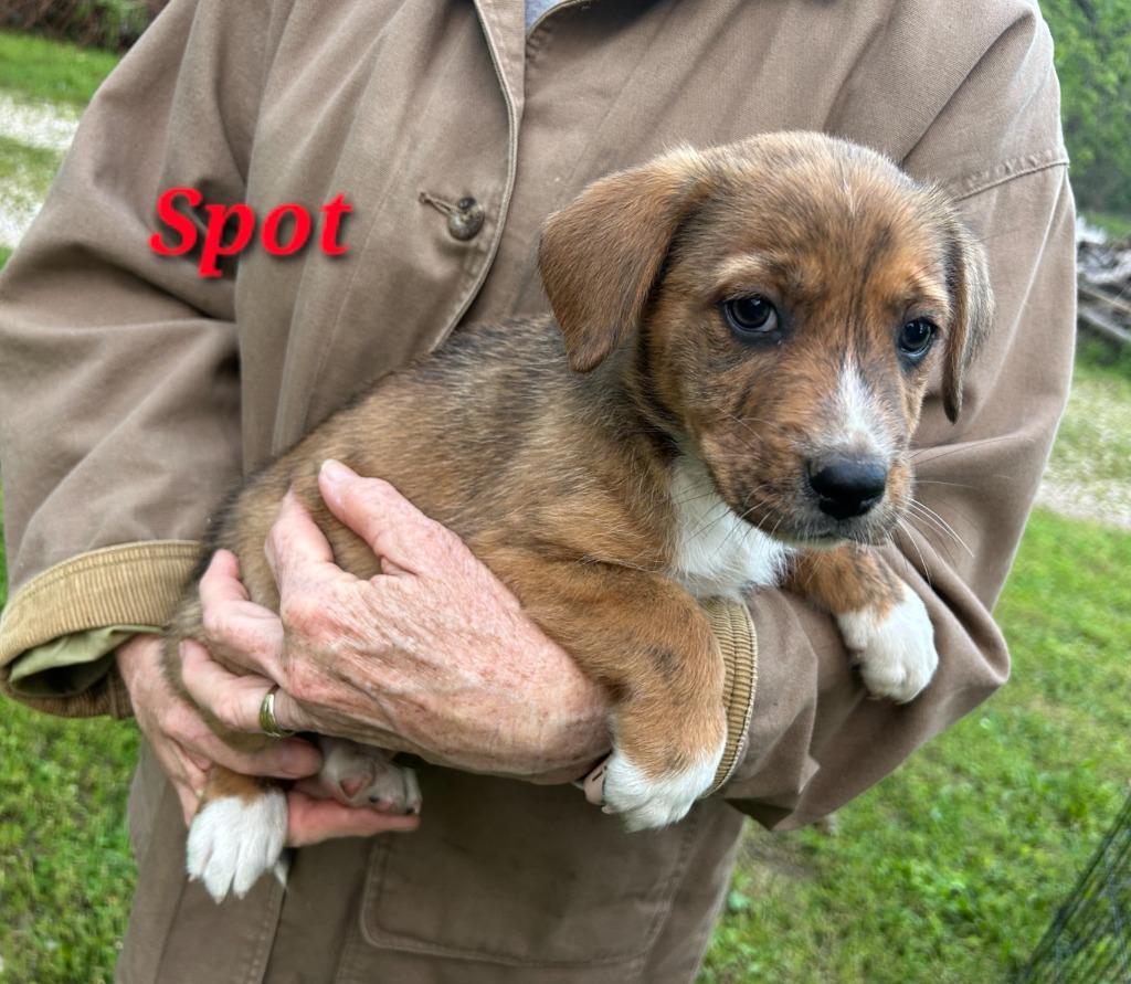 Jasper, a Adoptable mixed breed in Waynesville, MO image 4/5