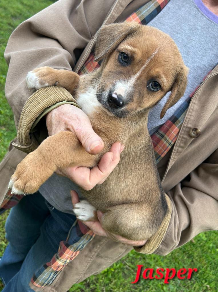 Jasper, a Adoptable mixed breed in Waynesville, MO image 5/5