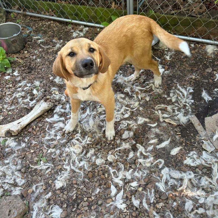 Jasper, a Adoptable mixed breed in Waynesville, MO image 2/5