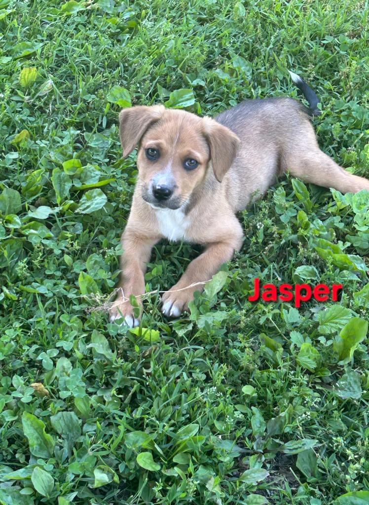 Jasper, Adoptable, Puppy Male Beagle & Carolina Dog.