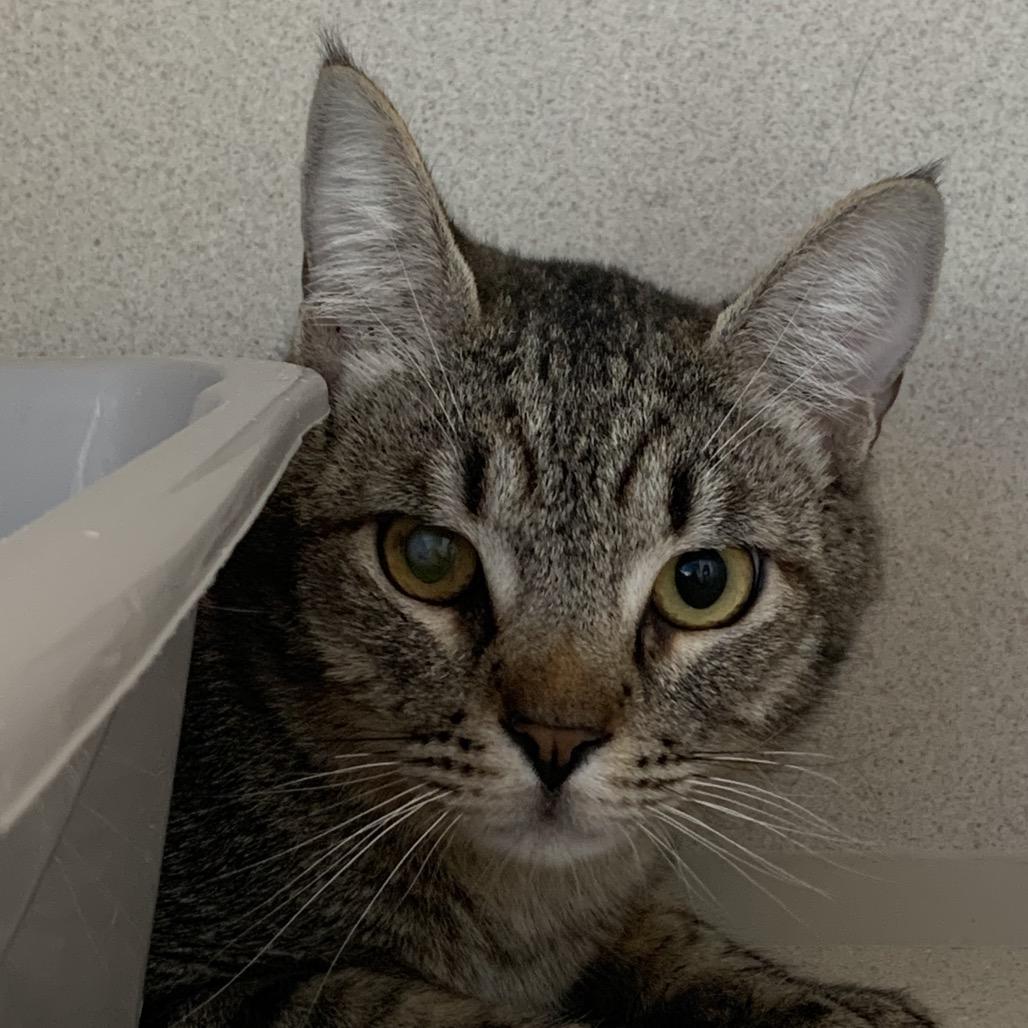 Vlad, Adoptable, Young Male Domestic Short Hair.