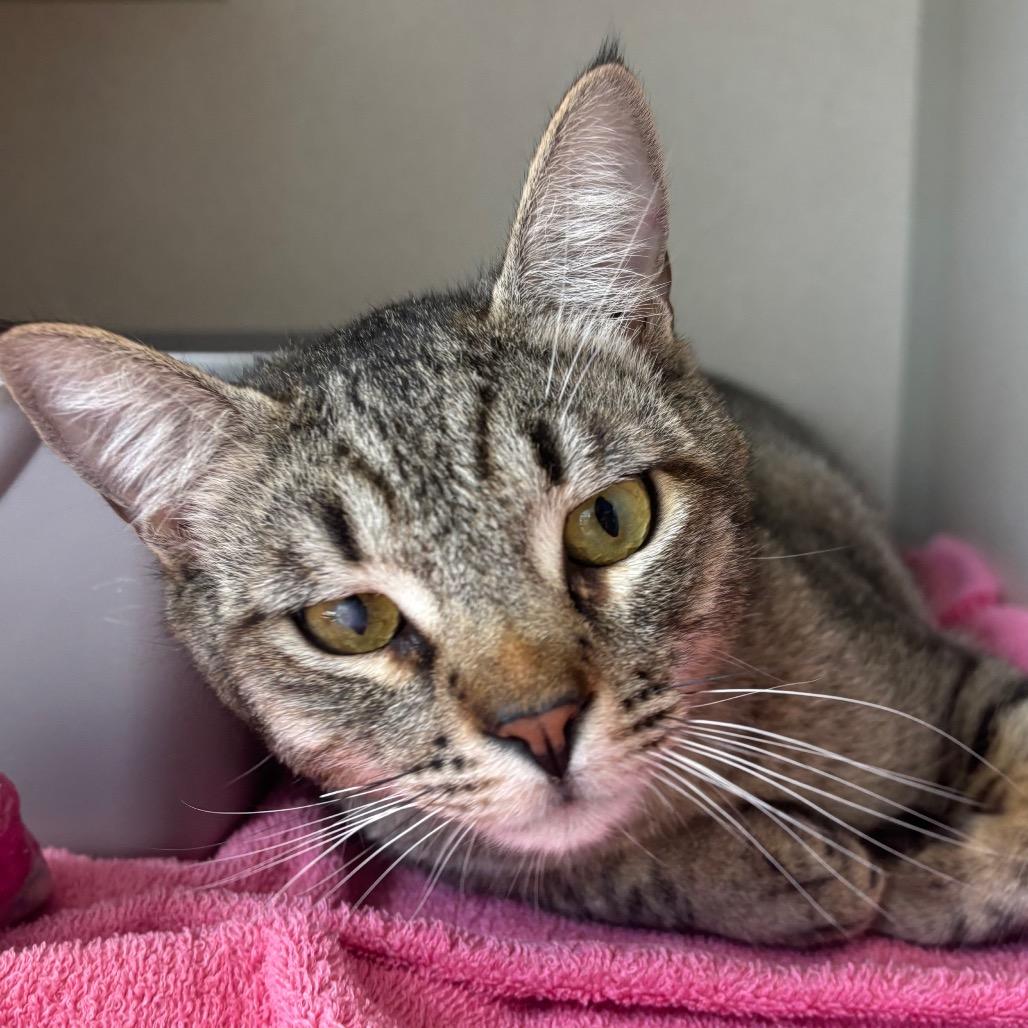 Enlarge Vlad, a Adoptable Domestic Short Hair in Redwood City, CA image 2/4