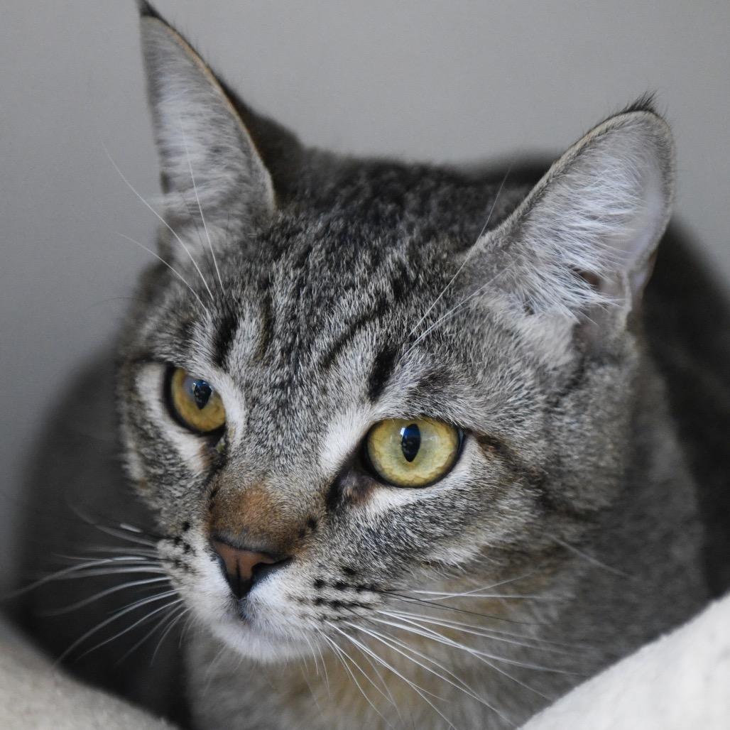 Enlarge Vlad, a Adoptable Domestic Short Hair in Redwood City, CA image 3/4