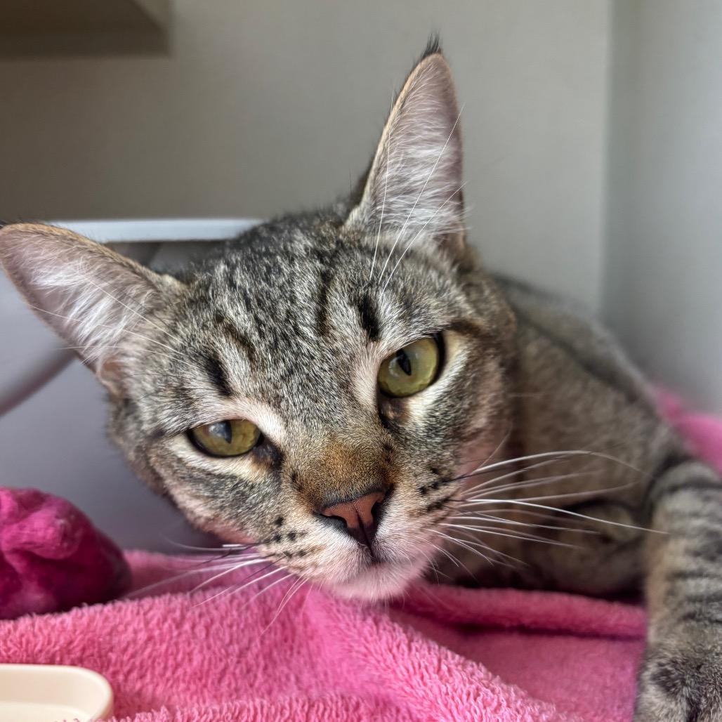 Enlarge Vlad, a Adoptable Domestic Short Hair in Redwood City, CA image 4/4