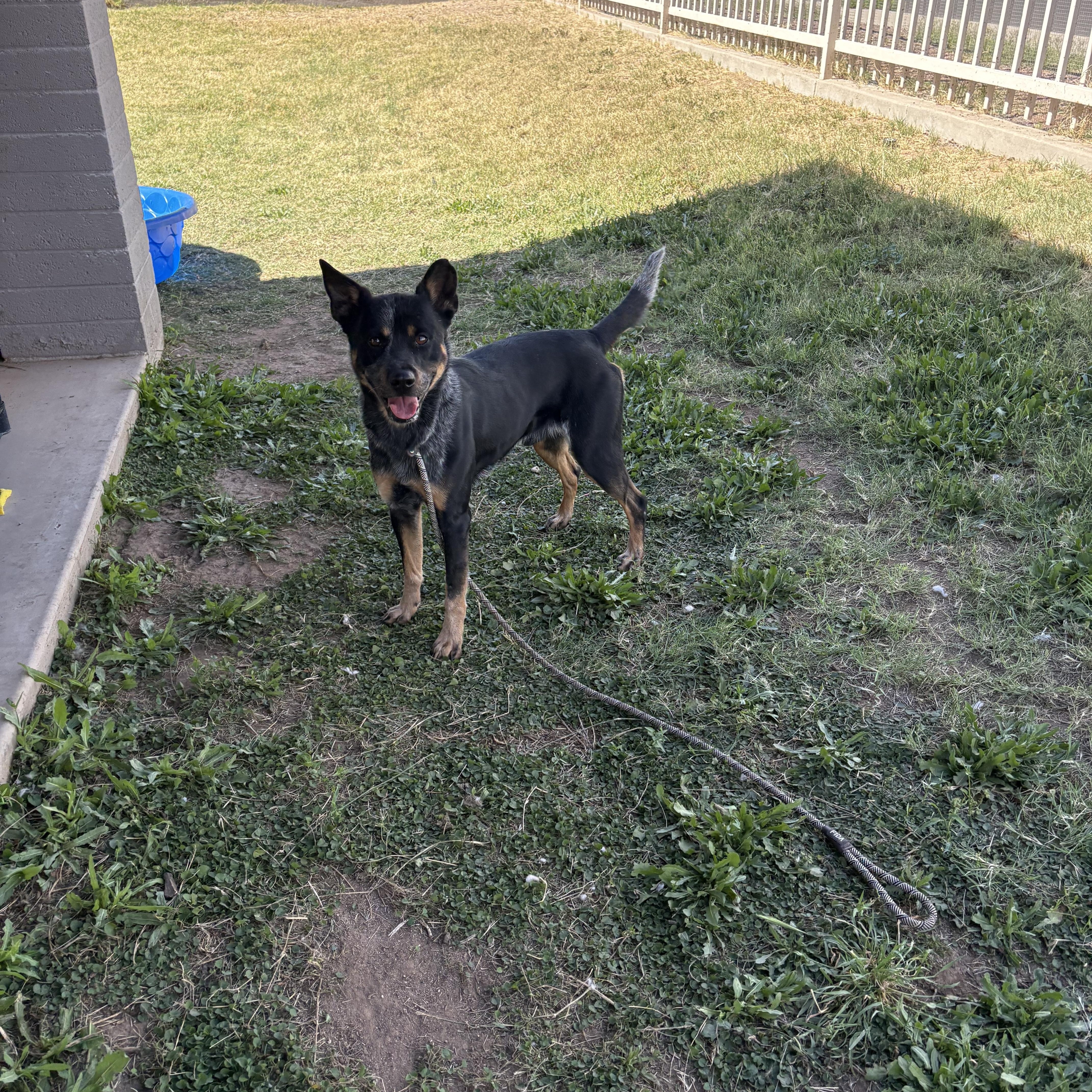 Turbo, a ADOPTABLE mixed breed in Chandler, AZ image 4/4