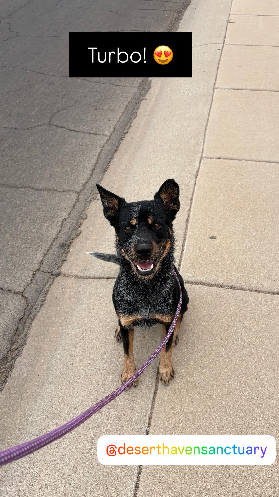 Turbo, a ADOPTABLE mixed breed in Chandler, AZ image 2/4