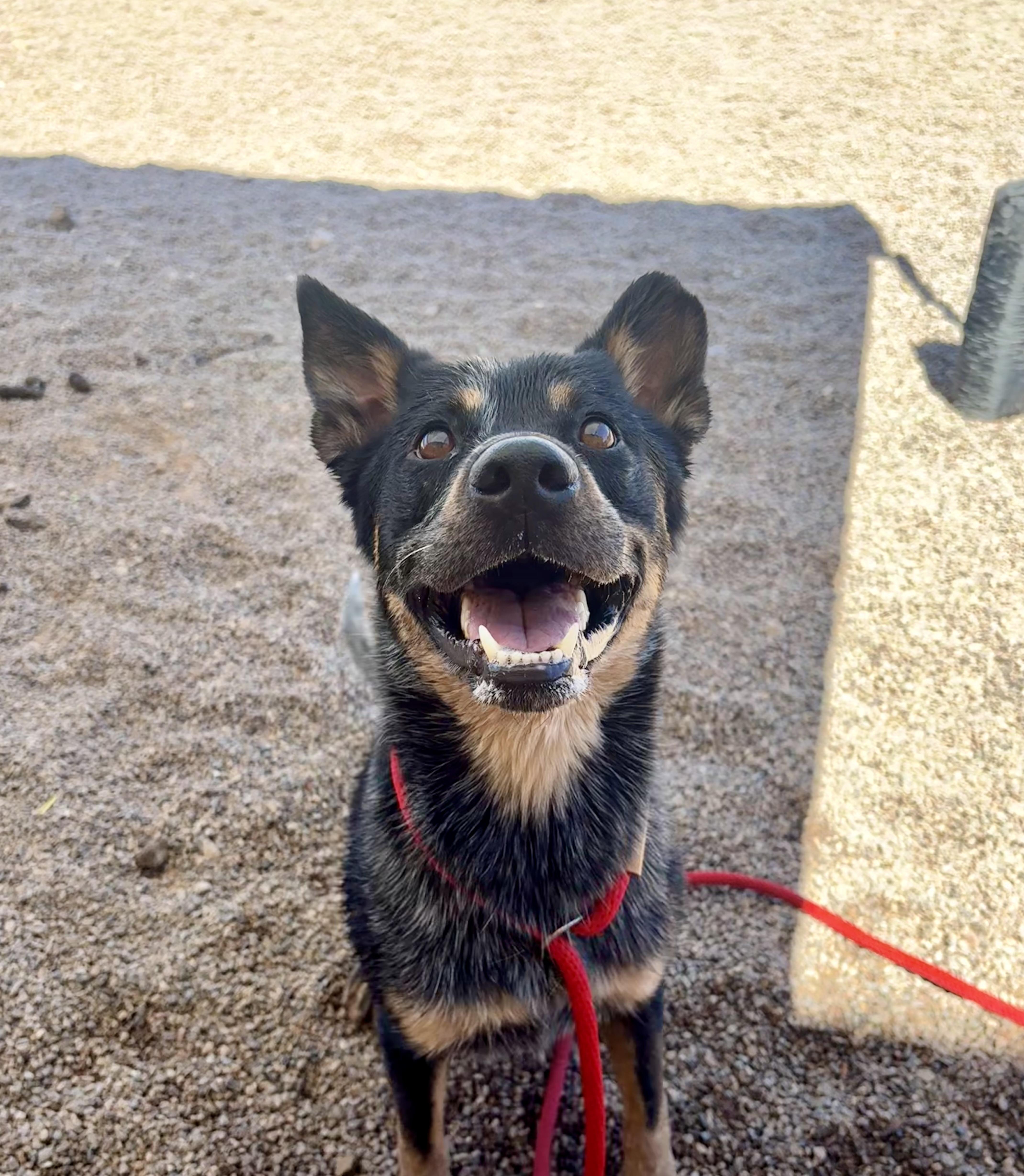 Turbo, ADOPTABLE, Adult Male Australian Cattle Dog / Blue Heeler.