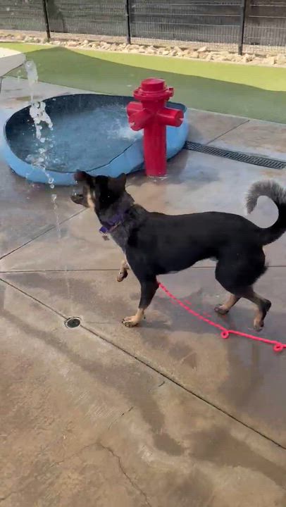 Enlarge Turbo, a ADOPTABLE mixed breed in Chandler, AZ video 3/4