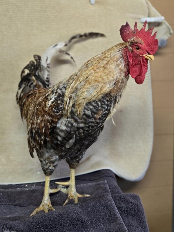 Enrique, Adoptable, Adult Male Chicken.