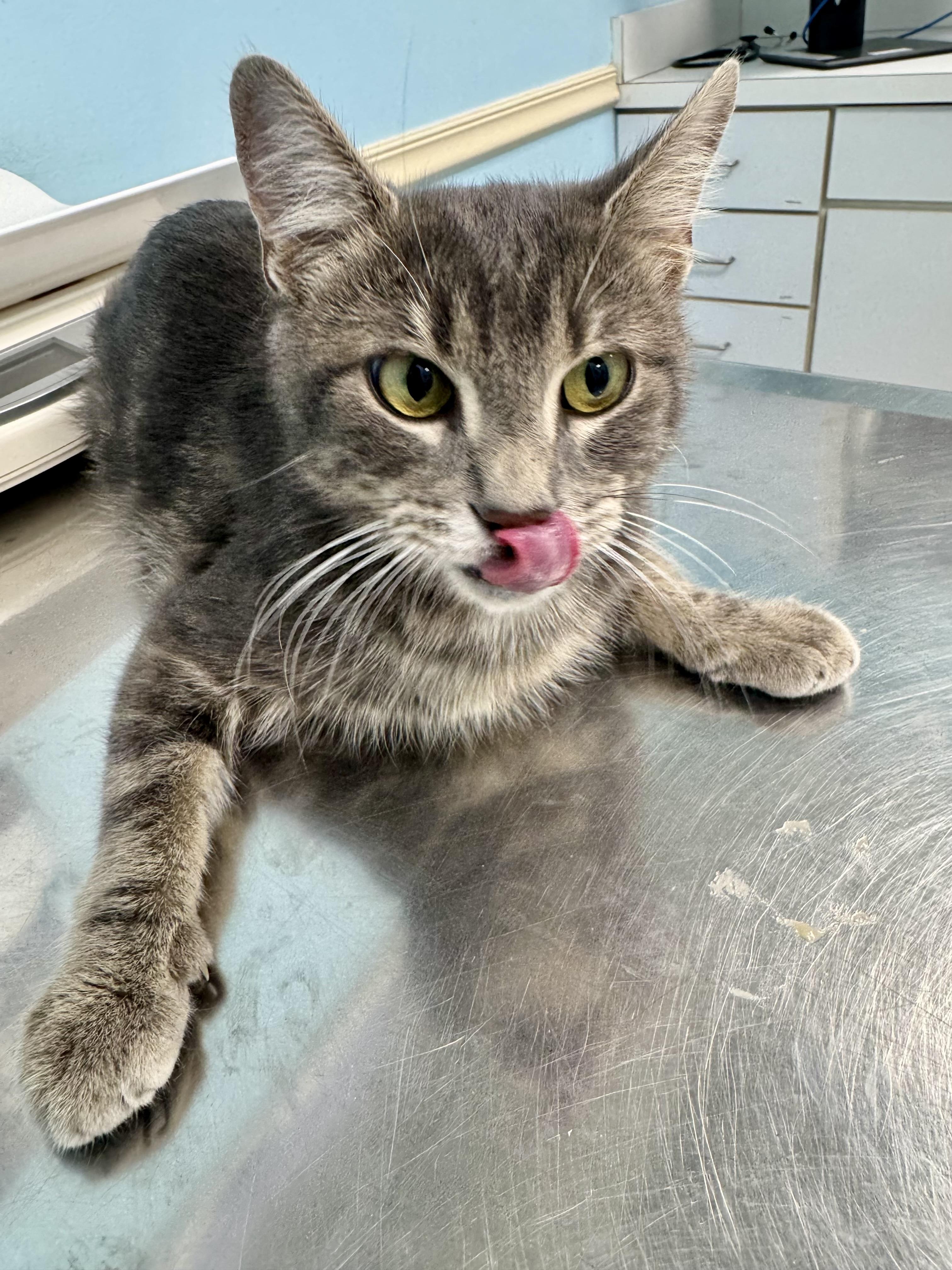 Silver, a Adoptable Tabby in Solon, OH image 1/5