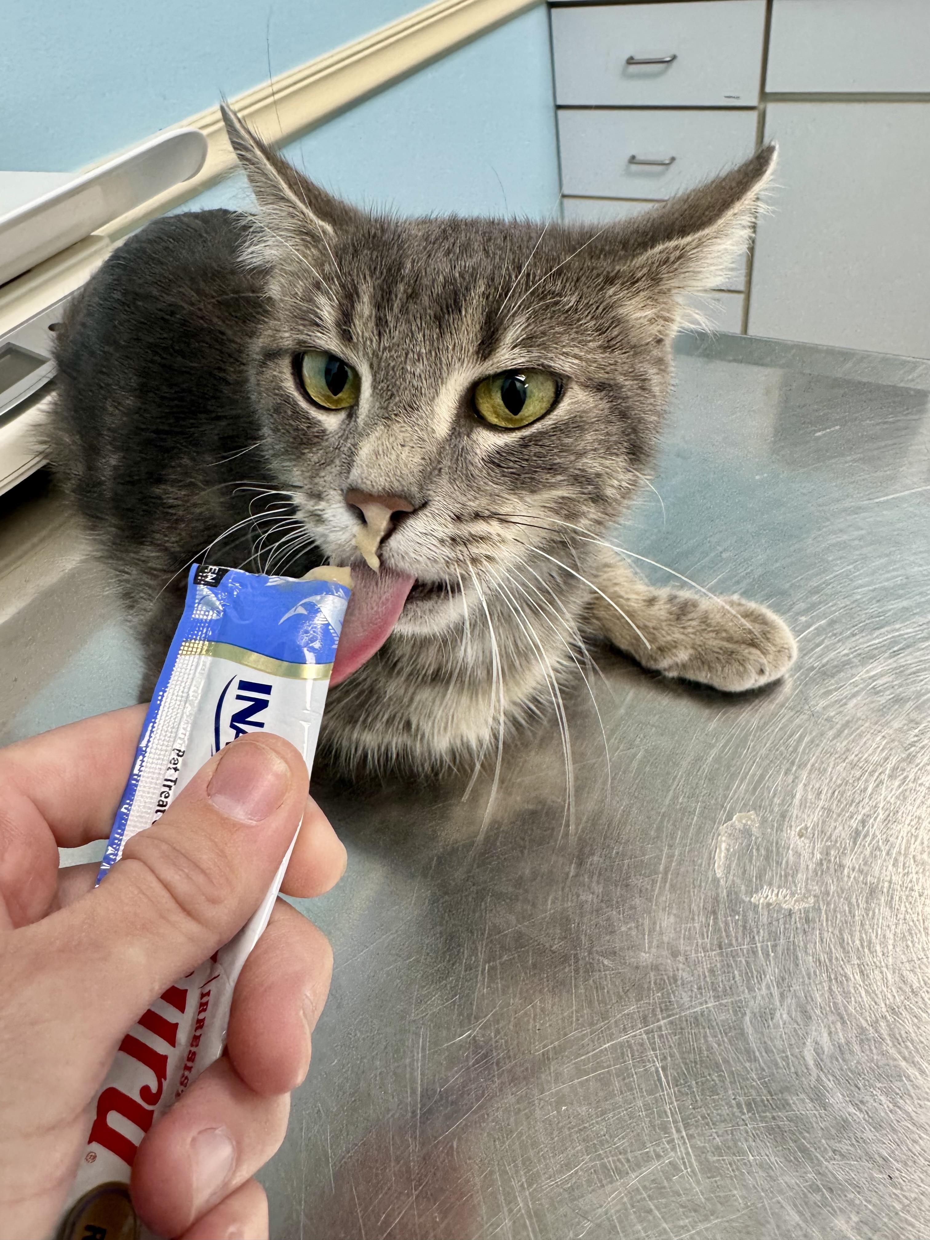 Silver, a Adoptable Tabby in Solon, OH image 5/5