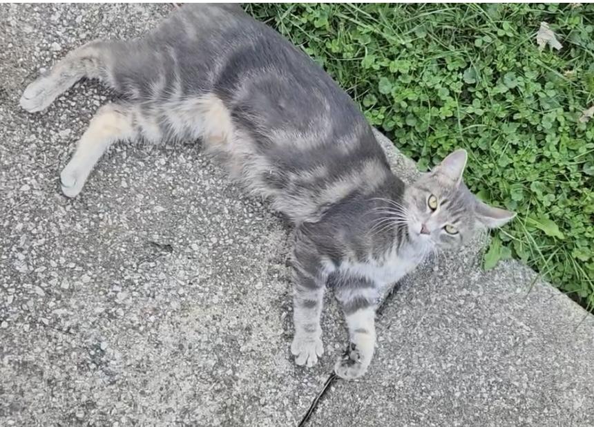 Silver, a Adoptable Tabby in Solon, OH image 2/5