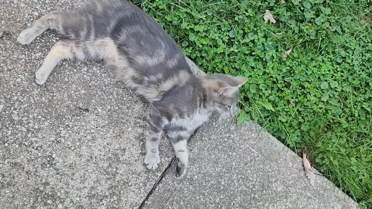 Enlarge Silver, a Adoptable Tabby in Solon, OH video 3/5