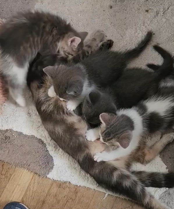 Enlarge Silver, a Adoptable Tabby in Solon, OH video 4/5