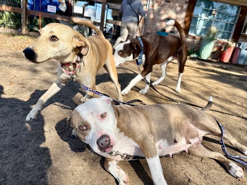 Goldie Girl Golden Glow Heart — thumbnail 2