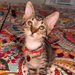 Bootsie- $25 Bissell Sponsored Adoption Fee!, Adoptable, Young Female Domestic Short Hair.