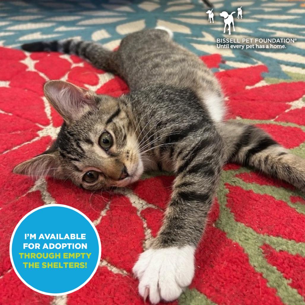 Bootsie- $25 Bissell Sponsored Adoption Fee!, Adoptable, Young Female Domestic Short Hair.