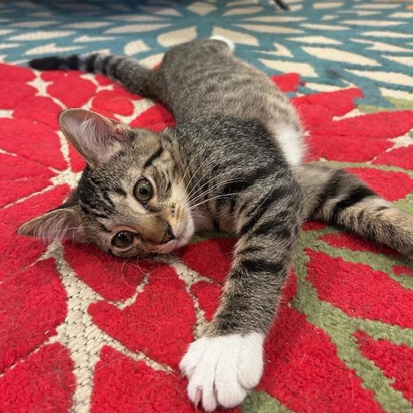 Enlarge Bootsie, a Adoptable Domestic Short Hair in Cincinnati, OH image 2/4