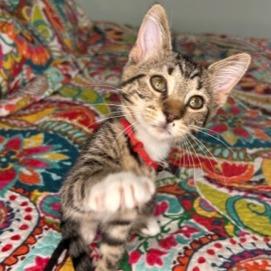 Enlarge Bootsie, a Adoptable Domestic Short Hair in Cincinnati, OH image 3/4