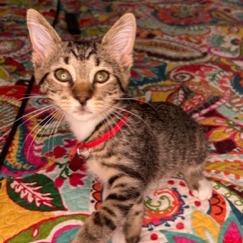 Enlarge Bootsie, a Adoptable Domestic Short Hair in Cincinnati, OH image 4/4