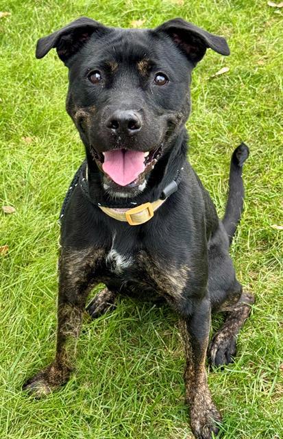 Enlarge VENUS, a Adoptable mixed breed in Olivette, MO image 1/1