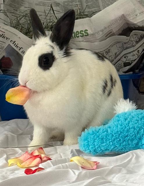 SHARKY, Adoptable, Adult Female Bunny Rabbit.