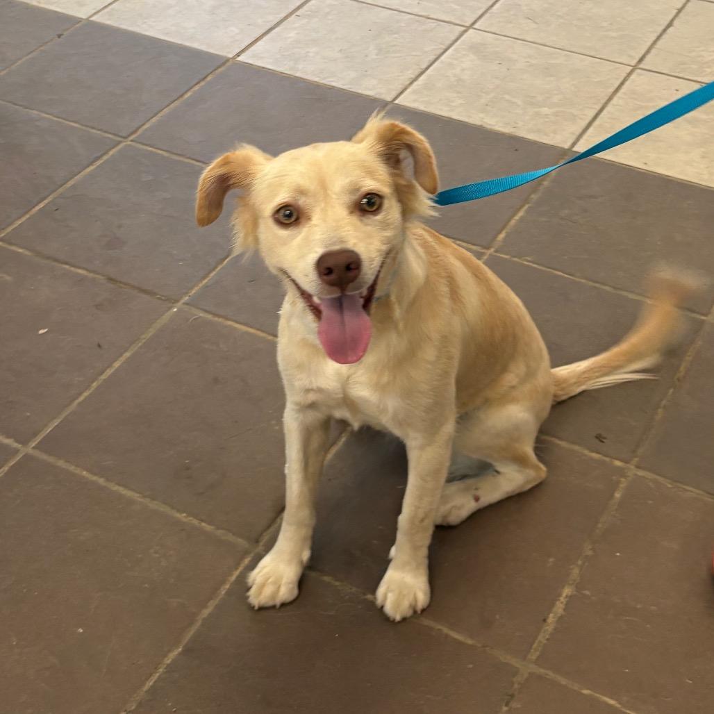 Enlarge Shine, a Adoptable Mixed Breed in Springboro, OH image 1/3