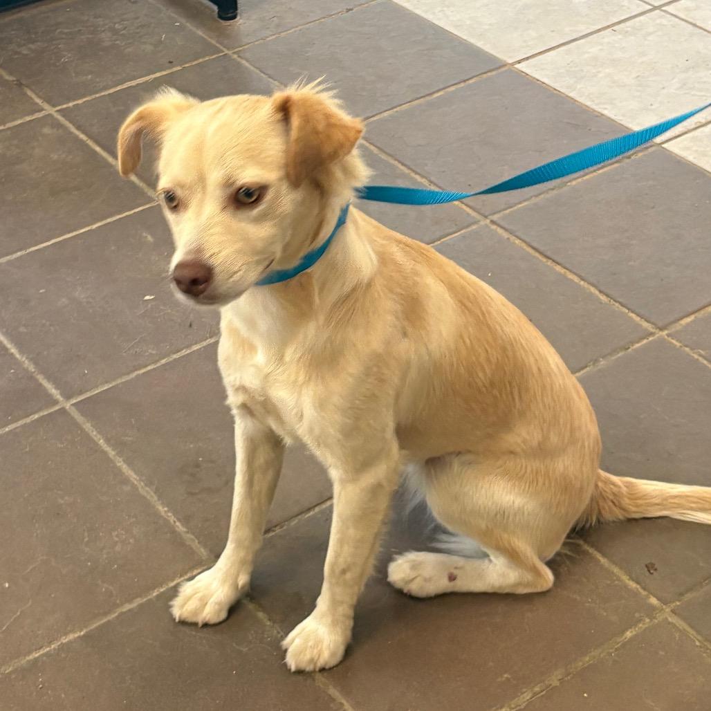Enlarge Shine, a Adoptable Mixed Breed in Springboro, OH image 2/3