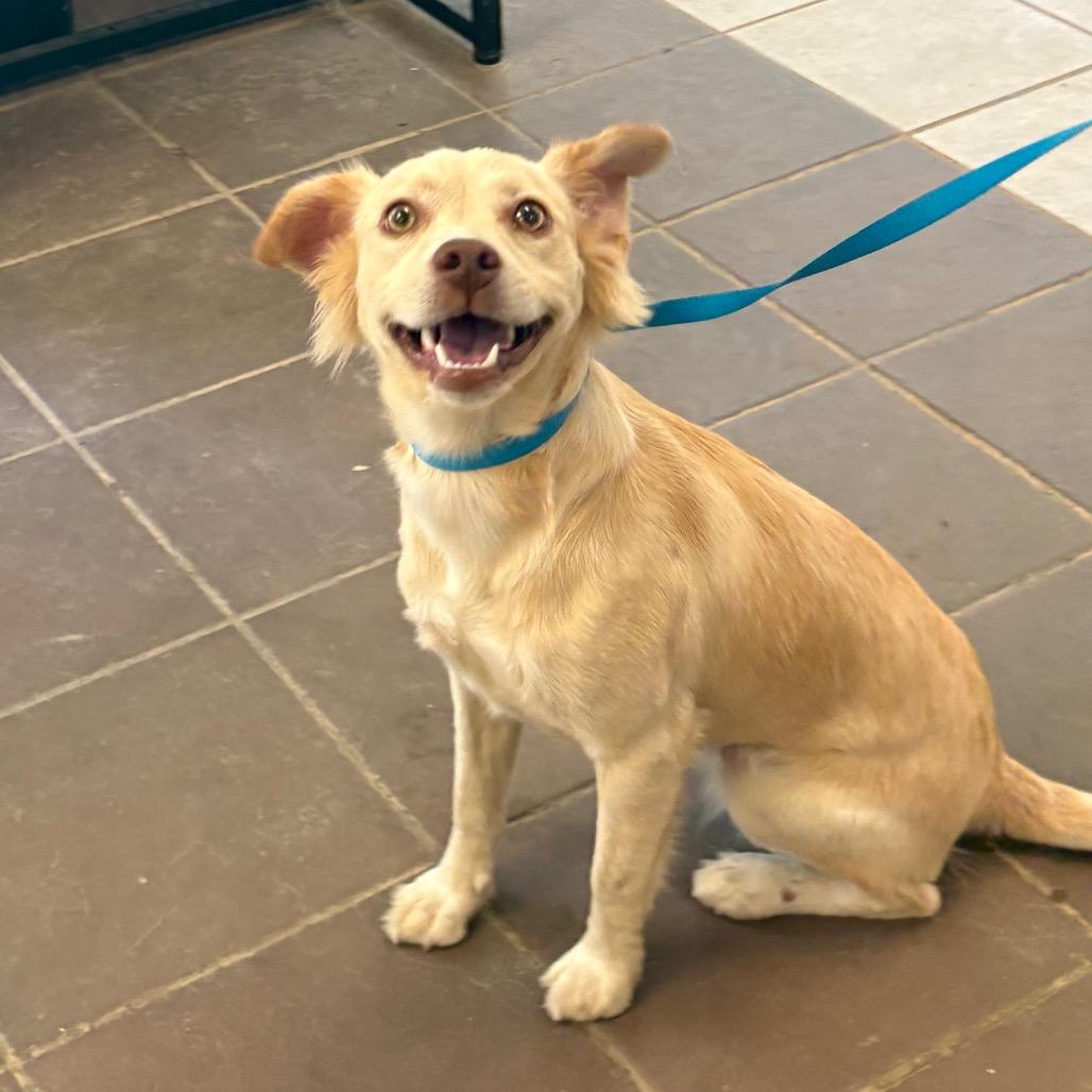 Enlarge Shine, a Adoptable Mixed Breed in Springboro, OH image 3/3