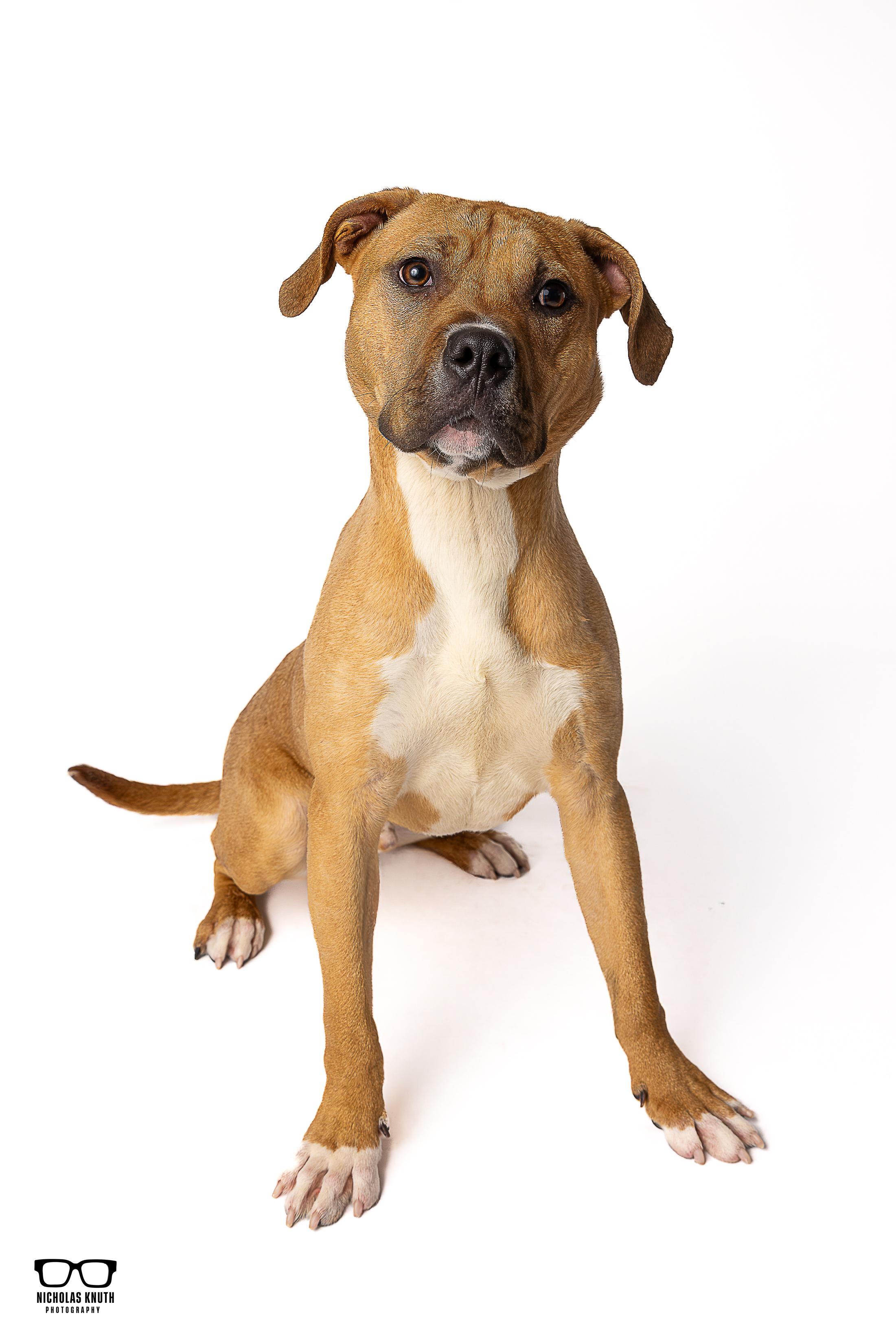 Enlarge Bram, an adopted mixed breed in Palatine, IL image 3/6