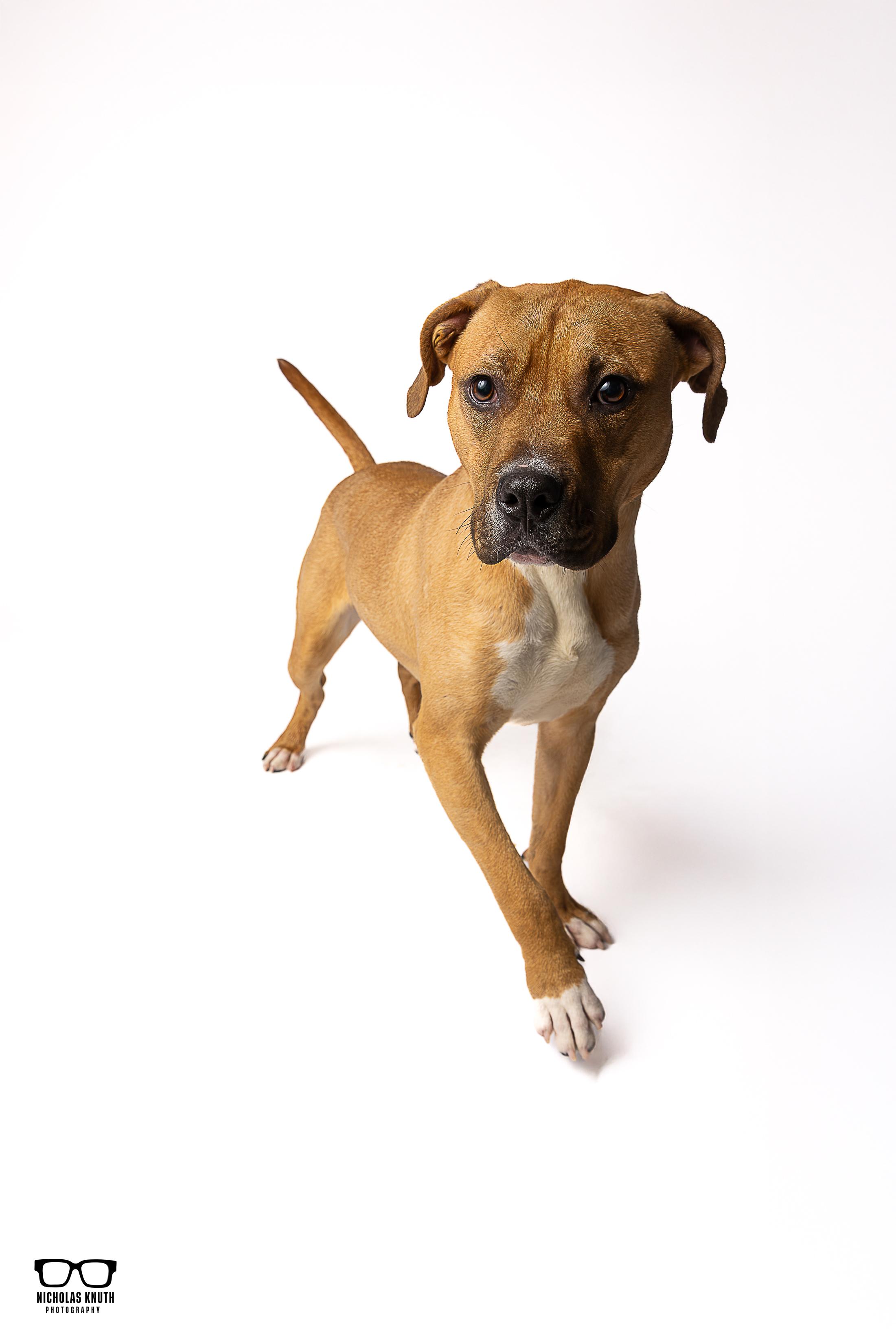 Enlarge Bram, an adopted mixed breed in Palatine, IL image 4/6