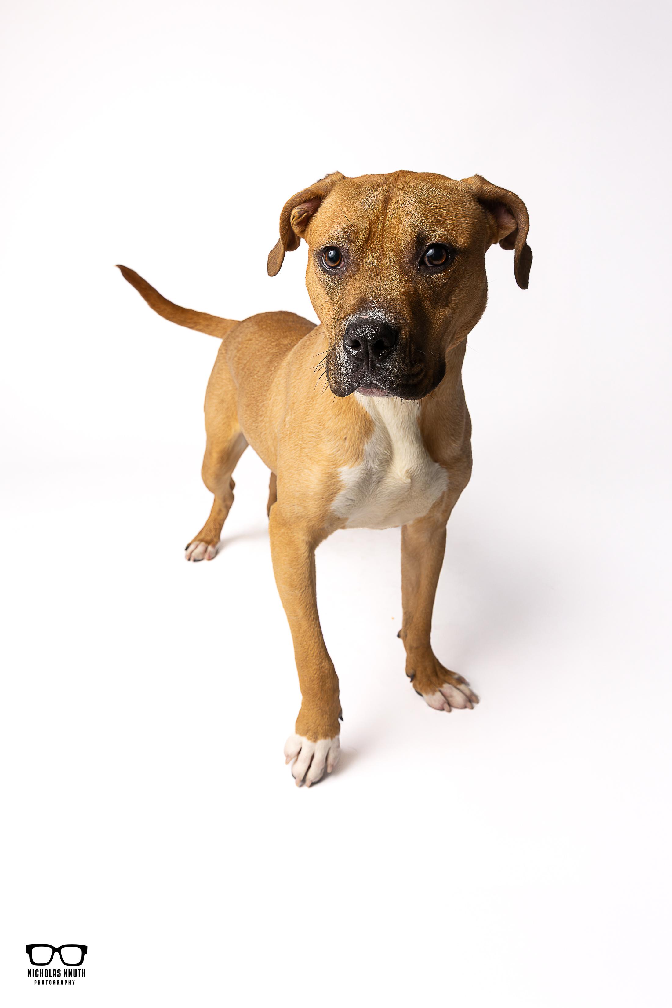 Enlarge Bram, an adopted mixed breed in Palatine, IL image 6/6