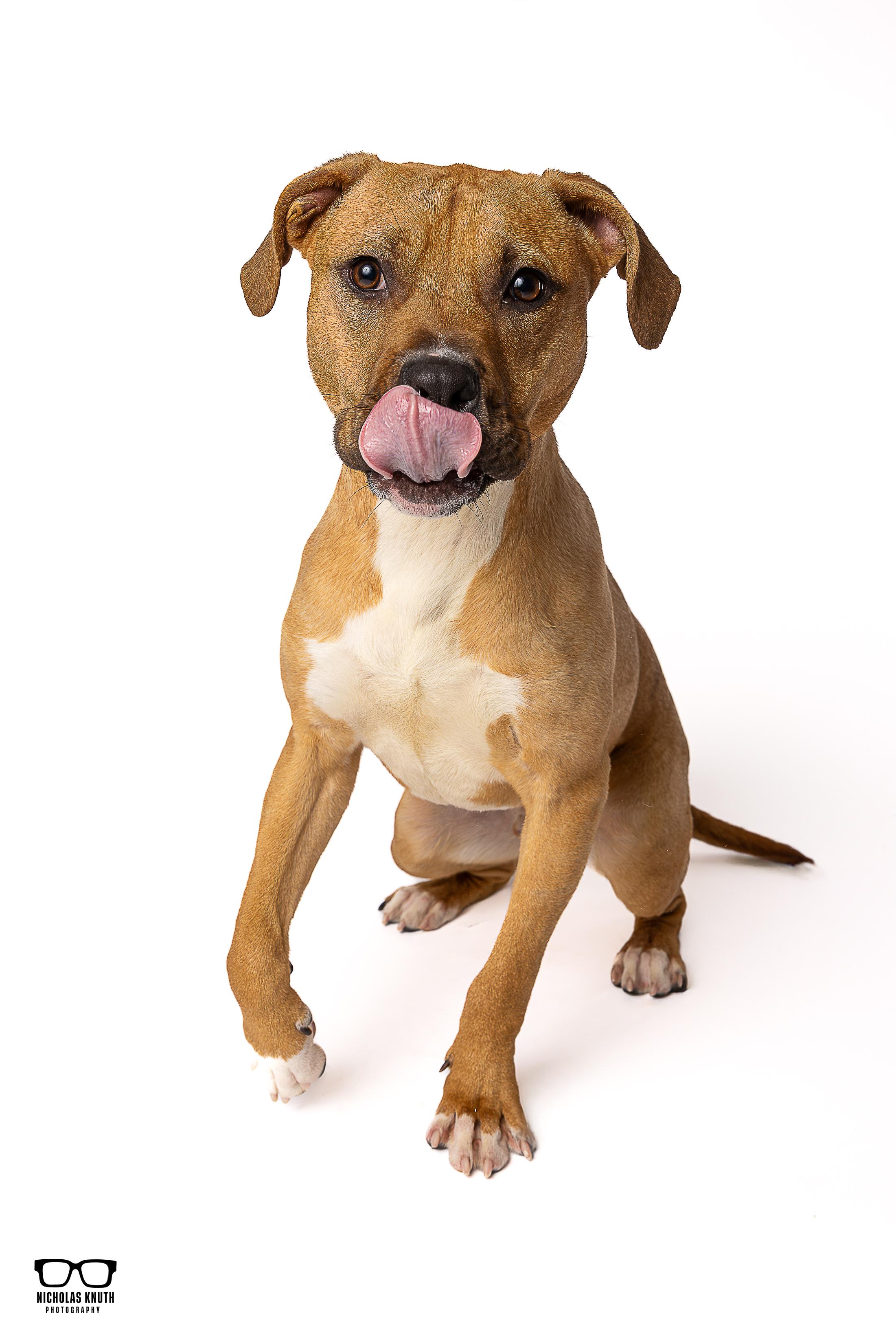 Enlarge Bram, an adopted mixed breed in Palatine, IL image 2/6