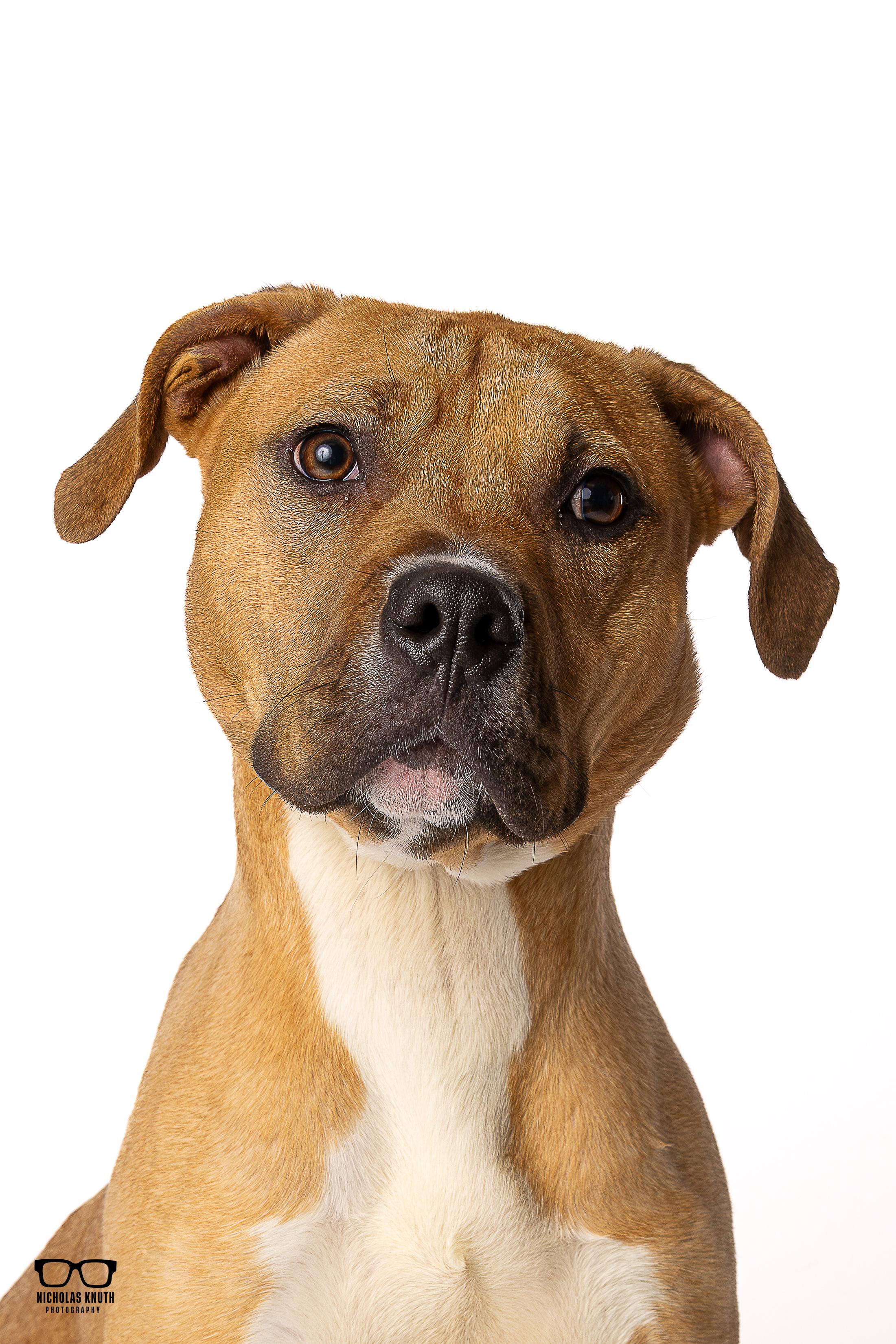 Bram, adopted, Young Male Boxer & Labrador Retriever.