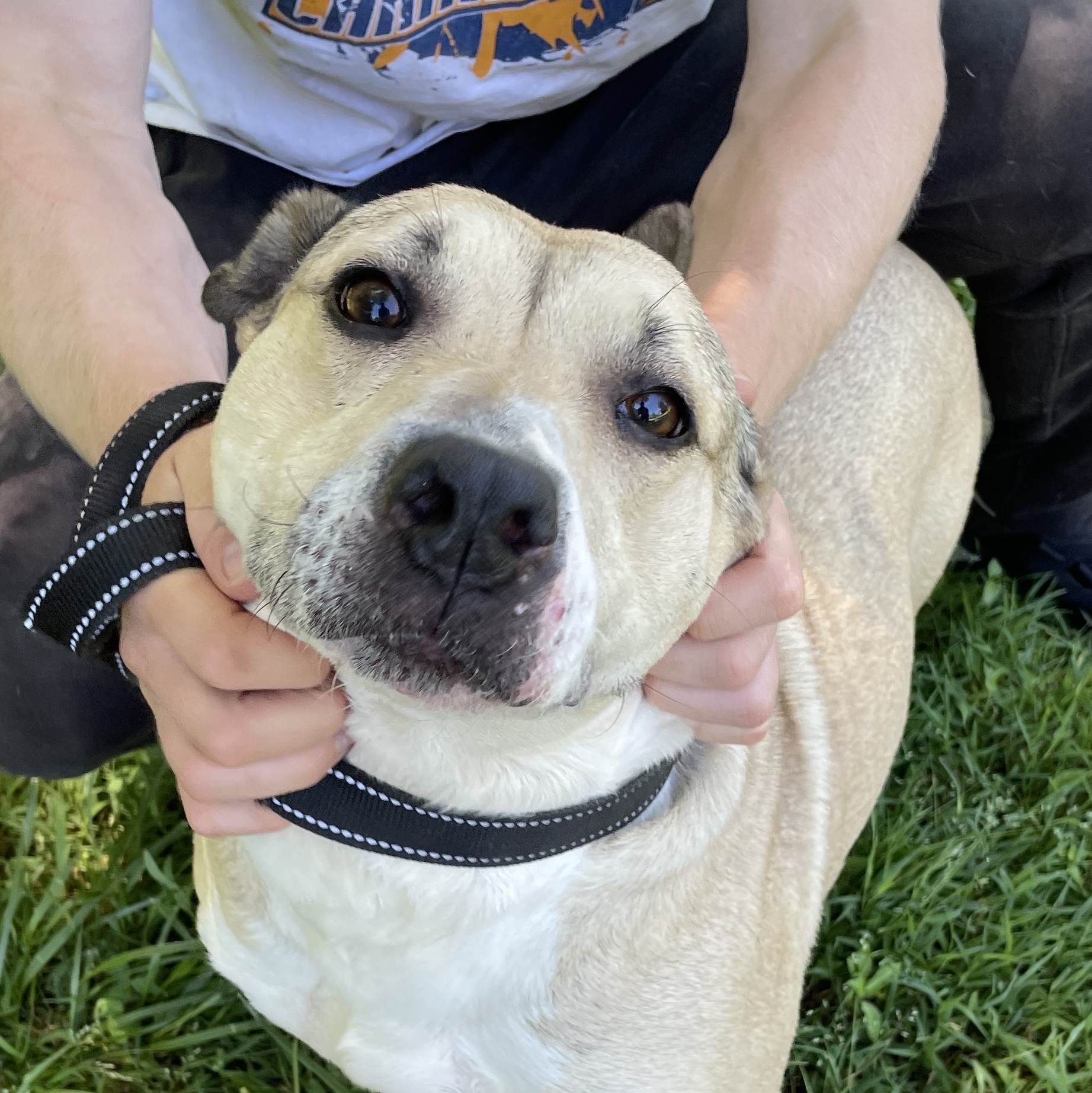 McKenzie, a Adoptable Bull Terrier in Greenfield, TN image 2/3