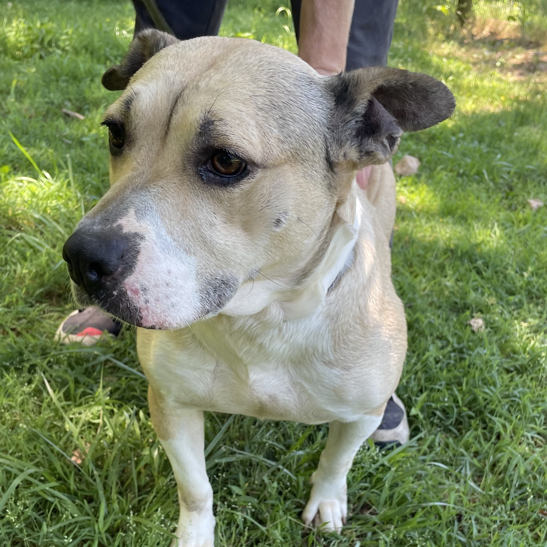 McKenzie, a Adoptable Bull Terrier in Greenfield, TN image 1/3