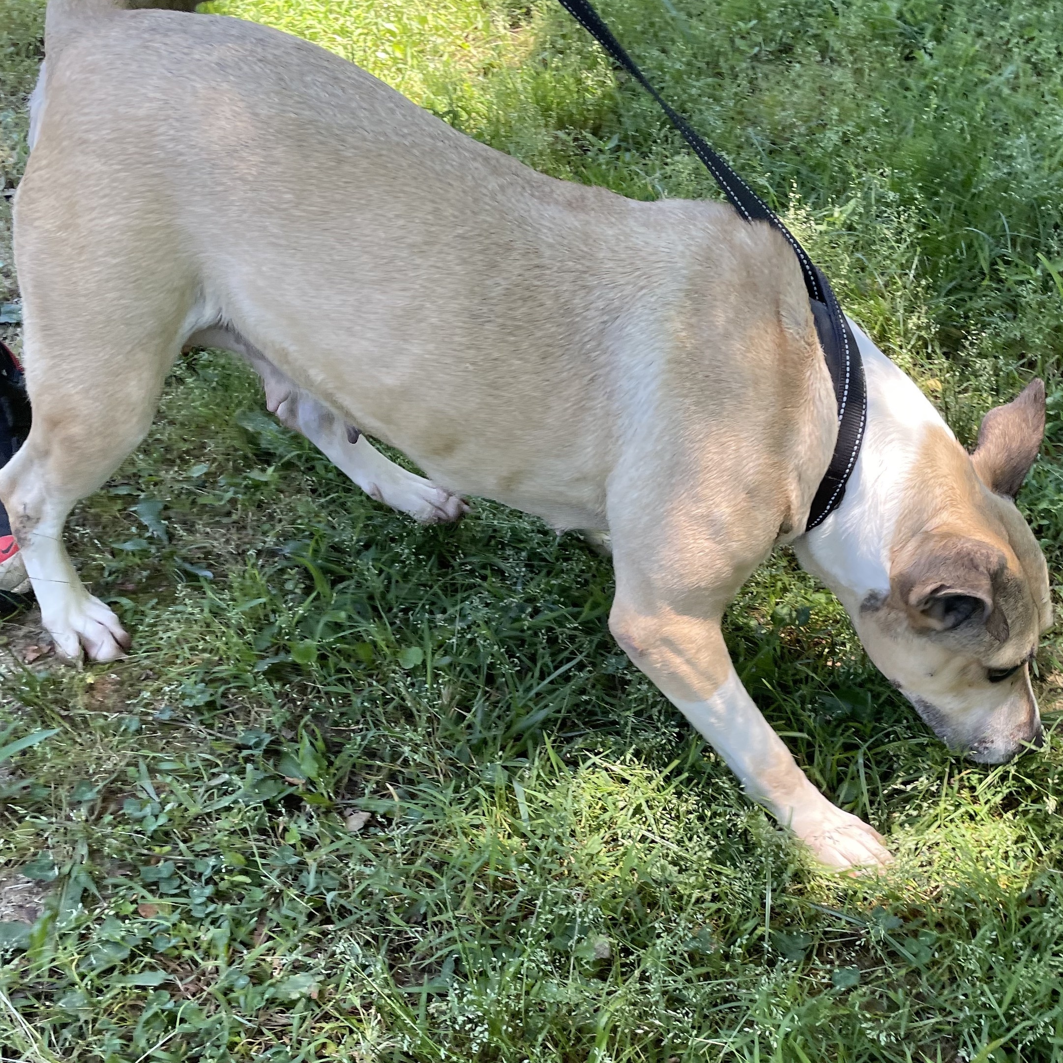 McKenzie, a Adoptable Bull Terrier in Greenfield, TN image 3/3